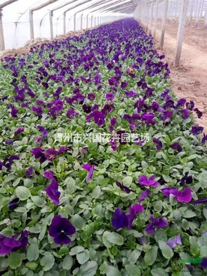 青州興國花卉園藝場 深耕園藝種植，綻放產業之花